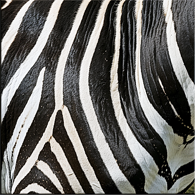 base-image:customizable