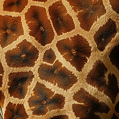 base-image:customizable